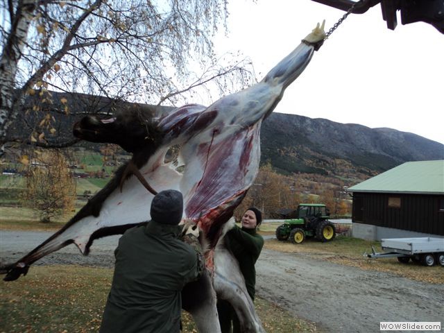 Skjåk. Traktorflåing av oksen hass Knut G.