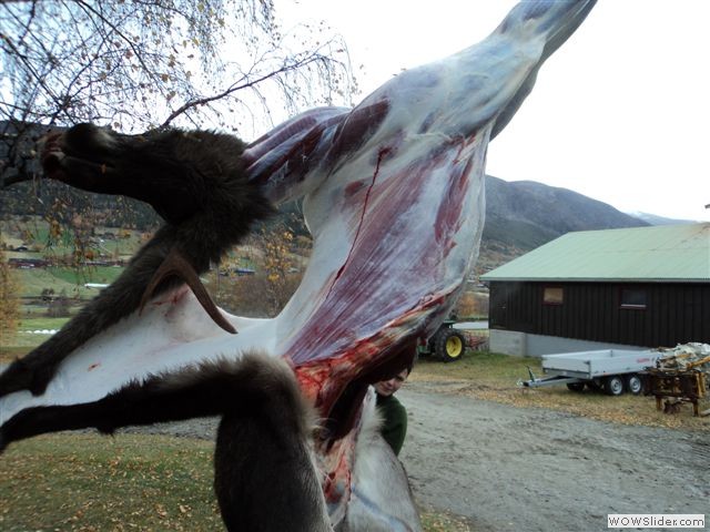 Skjåk. Traktorflåing av oksen hass Knut G.