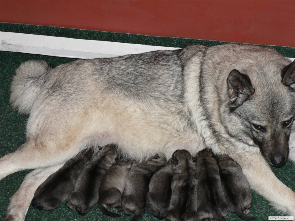 Gråhundvalper