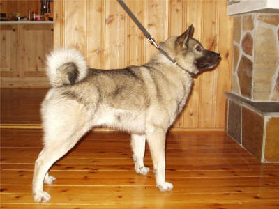 Halli