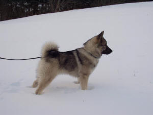 Zenta